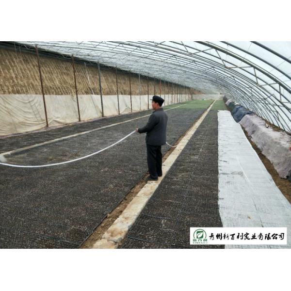 Healthy Chinese Flat Cabbage , Early Round Dutch Cabbage Natural Green