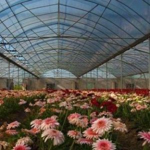 China Customization Option Juxiang Hydroponic System Vegetable Cultivation Film Greenhouse on sale