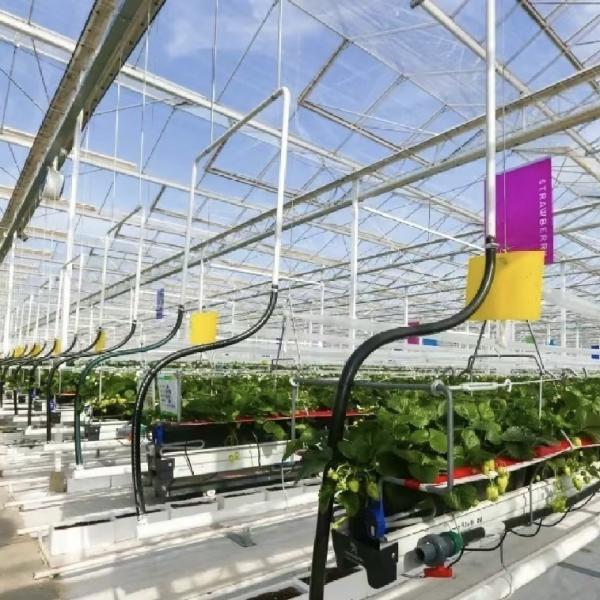 Multi Glass Greenhouse for Flowers