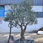 Customized Realistic UV Resistant Large Indoor Olive Tree​ For Commercial