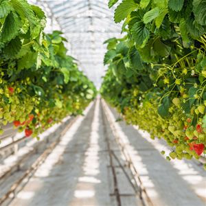 Strawberry Plant Greenhouse Poly Film Tunnel Arch Plastic Film