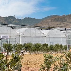 Agriculture Plants Growing Multispan Greenhouse Cooling System With Top / Sides