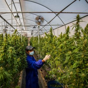 300 Sq Meters Breathable Light Deprivation Greenhouse With Blackout System