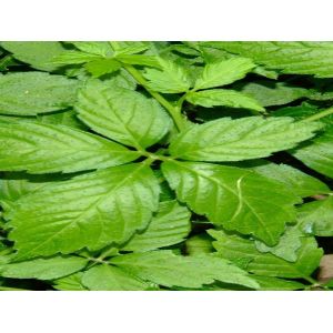 gynostemma extract powder free samples,Gynostemma Pentaphyllum Powder -