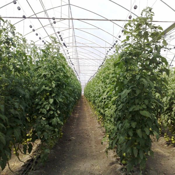 Buy Vegetables Multispan Poly Tunnel Greenhouse With Cooling Ventilation System at wholesale prices