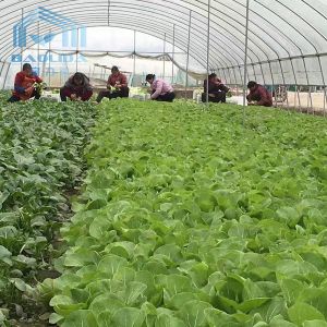 Farming Singlespan Tunnel Greenhouse With Irrigation And Hydroponic Growing