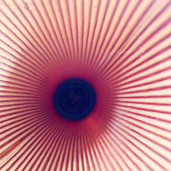 Oil Filtration Pump Truck Oil Filter A5411840225 with 3 Month of Core Components