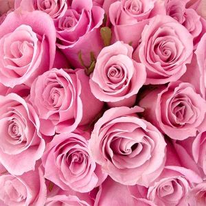 Favorite blinds european materials for Digital printed roller blinds/ Motorized