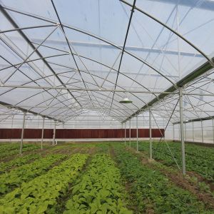 Durable Aluminum Alloy Skeleton Tropical Poly Tunnel Film Sawtooth Greenhouse