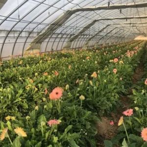 1209.00cm * 235.00cm * 239.00cm Customizable Film Greenhouse for Vegetable