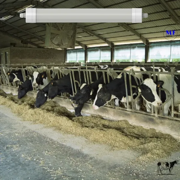 LED Tri-Proof Light Anti-Ammonia White Color Ik10 IP69K 0~10V Dim CCT Power Adjustable 170lm/W 1.6m for Diary Cow Sheep Farmyard Livestock