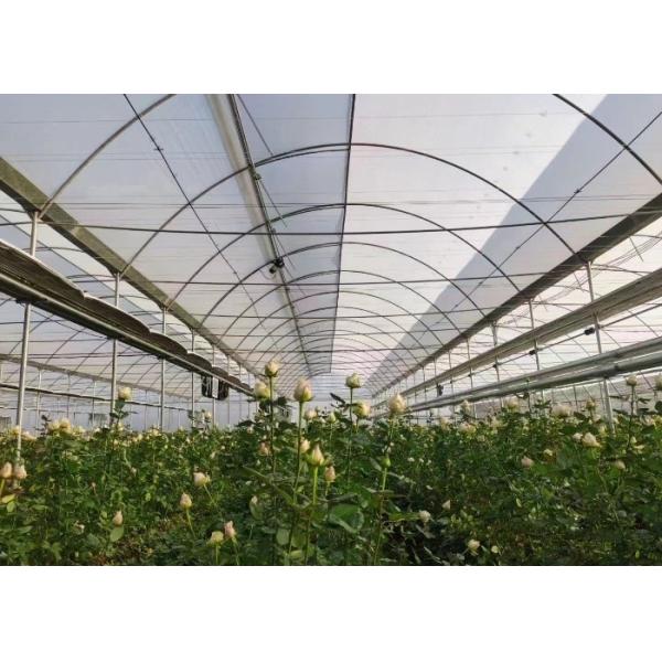 3m-6m Tropical Sawtooth Greenhouse Gutter Connected Steel Framework For Hydroponic Roses