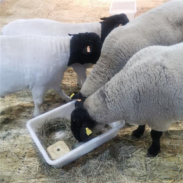 Buy Plastic 100mm Livestock Ear Tags Sheep Goat TPU Yellow at wholesale prices