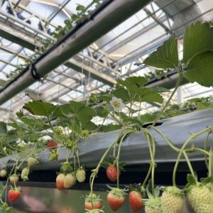 Customized Request Glass Greenhouse with Flower System and Customized Roofing