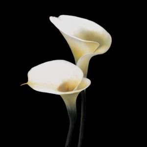 Hot sale european outdoor indoor roller blinds/ Motorized roller blinds / 3D