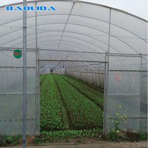 Large Tunnel Ground Polyethylene Film Greenhouse Customized For Tomato