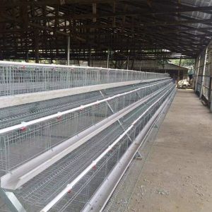 A Type Bigger Size Chicken Egg Layer Cages New Design