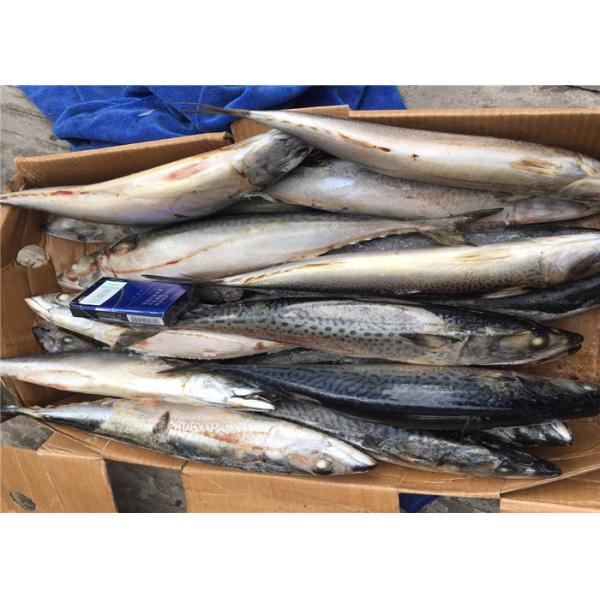 Buy Health High Protein 500G Pacific Fresh Frozen Mackerel at wholesale prices