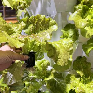 Usually Storage Type Hydroponic Growing System with Customizable Layer Number