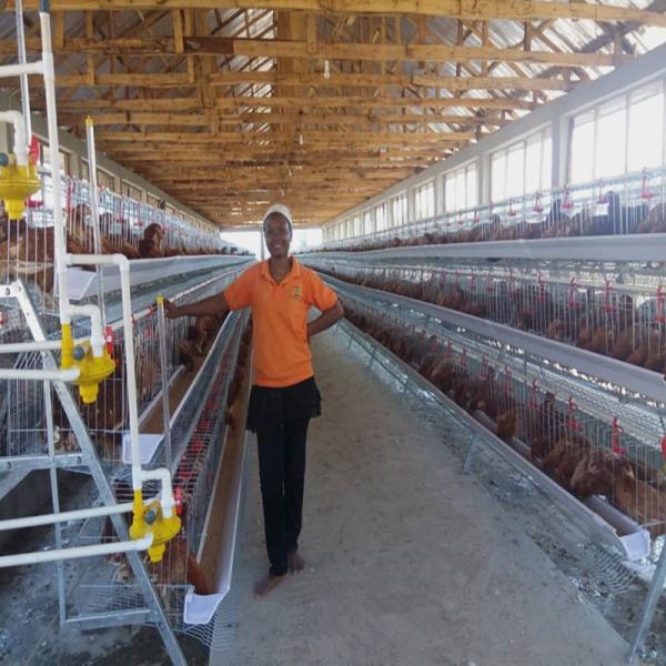 Buy 90/96/120/128/160 Birds Layer Chicken Cage System Farming A Type 3 Or 4 Tiers at wholesale prices