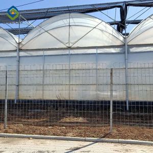 10m × 12m Heavy Duty Single Tunnel Greenhouse Plastic Tomato Greenhouse