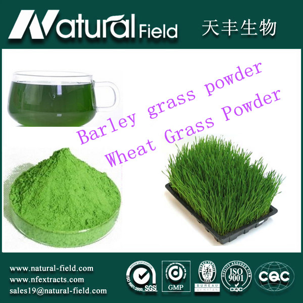 Buy losing weight barley grass powder at wholesale prices