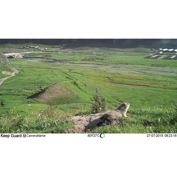 5MP HD color CMOS MMS Trail Camera Wireless Wildlife Camera With IR Led 940nm