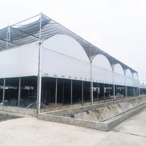 Smart Light Deprivation Multi-span Black Shade Film Greenhouse