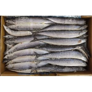 1# BQF Seafrozen Pacific Saury Fish With Bulk Packaging