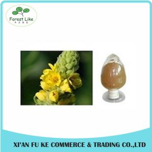 100% Natural Mullein Leaf Extract Powder 10 : 1