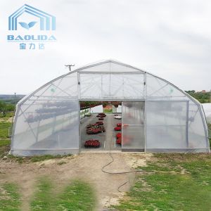 Quality Plants Growing System Greenhouse Steel Pipe Structure Hoop Tunnel Plastic Greenhouse for sale