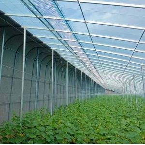 Transform Your Farming Experience with Tomato Cucumber Strawberry Hydroponics