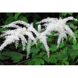 high quality cimicifuga racemosa P.E. black cohosh extract--Cimcifuga racemosa