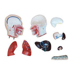 42cm 4D Human Anatomy Model For Medical Teaching