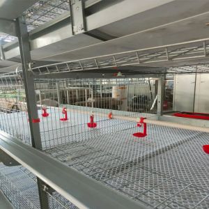Modern Poultry Battery Cage , 150 Broiler Chicken Farming Equipment