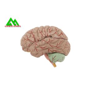 Natural Looking Human Anatomical Brain Model For Medical Students