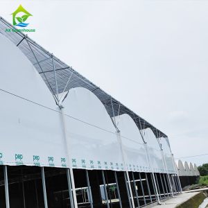 Multi Sapn Balckout Light Deprivation Greenhouse For Mushroom Growing