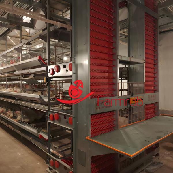High-End Layer Chicken Cage System with Over 15 Years Service Life and 700 Mm