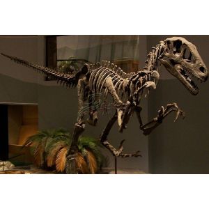 Artificial Simulation Complete Dinosaur Fossil Model Customization Support