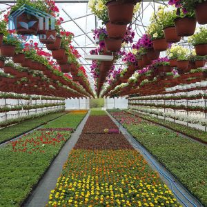 Large Commercial Tunnel Greenhouse Agricultural 150 Micron Covering Material