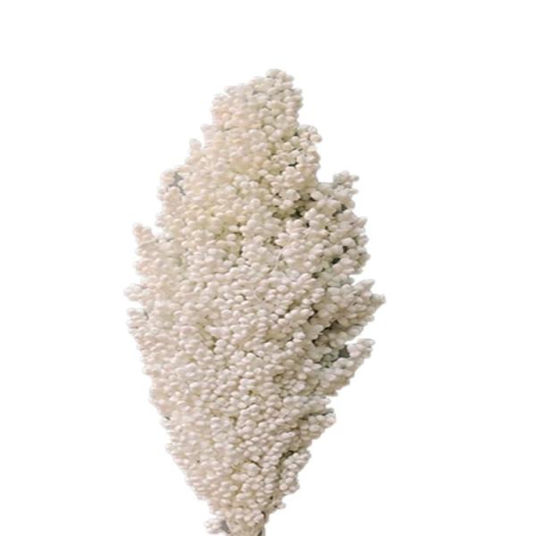 Factory Price Dry Flower Preserved Broomcorn Dry Sorghum For Decoration
