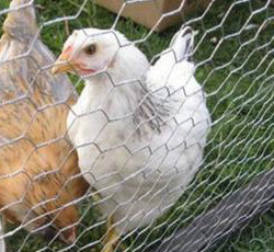 Galvanized iron wire fence breeding cattle, sheep and pigs fence twisted flower