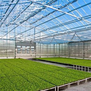 Agricultural / Industrial Garden Greenhouse For Vegetables / Mushrooms / Flowers