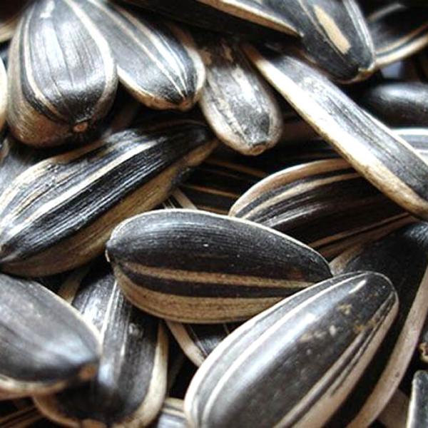 Handpicked Delicious Raw Sunflower Kernels Low Calorie 100% Green Foods