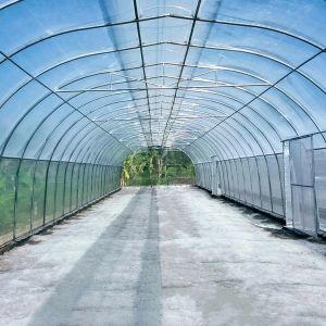 Thailand Multi Span Automatic Vent Greenhouse Electric Tropical Climate