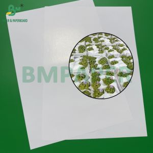 40 - 90gsm White Fruit Wrapping Paper For Grapes Vegetables Packaging Water