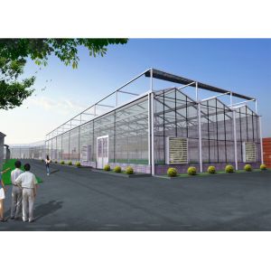 China Venlo Tempered Glass Greenhouse Durable With Hydroponic Growing System on sale