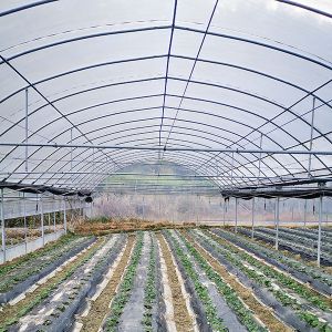 Insectproof Multi Span Greenhouse Sunshading Net For Flower Growing