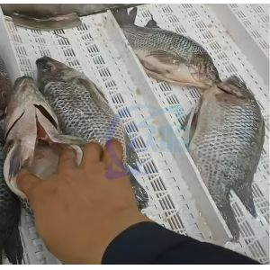 Electrical Fish Cleaning Machine Fish Belly Splitting Cutting Killing Machine