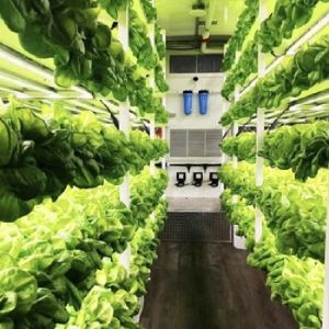 Hydroponics Cultivation Method Reefer Container Vegetable Greenhouse with
